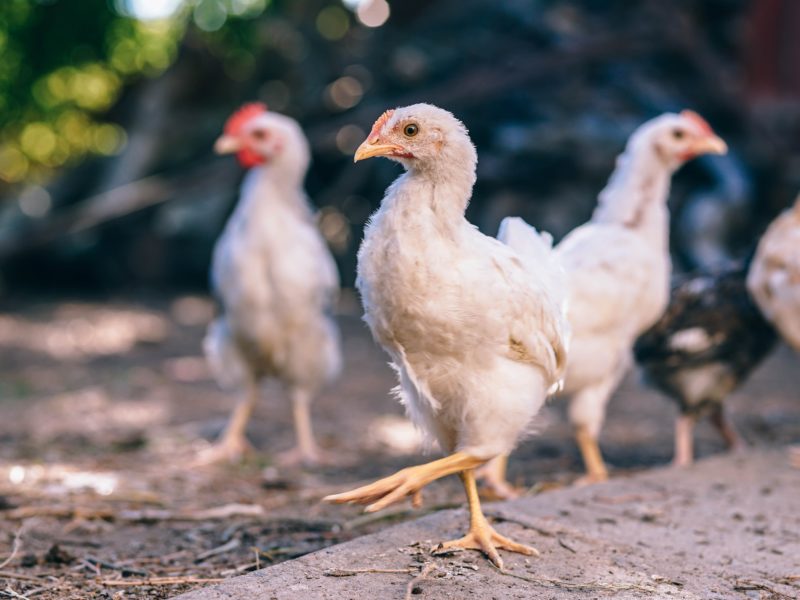 Loi EGALIM : je m’engage pour la protection de nos animaux