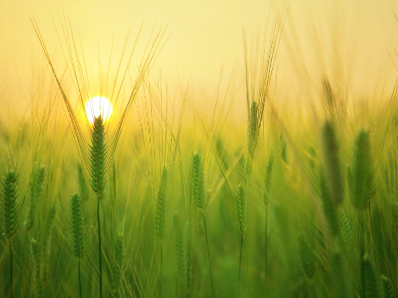 Loi EGAlim : de nouvelles avancées en faveur d’une agriculture et d’une alimentation plus durables