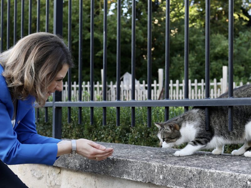 Lutte contre la maltraitance animale : je dépose une proposition de loi