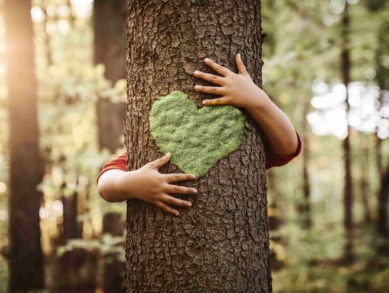 Protection des alignements d’arbres : je renforce la loi