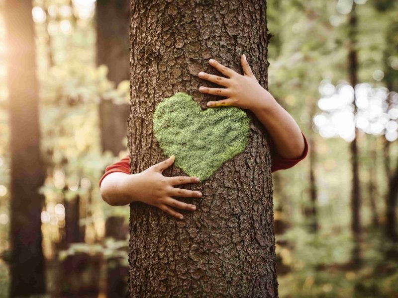 Protection des alignements d’arbres : je renforce la loi